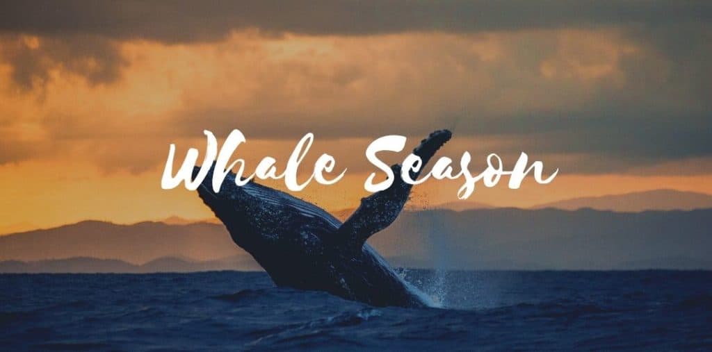 Whale Season in Hawaii