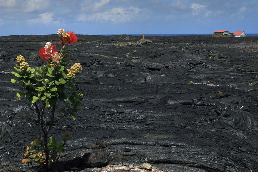 Flower on a harden lava in Volcano National Park