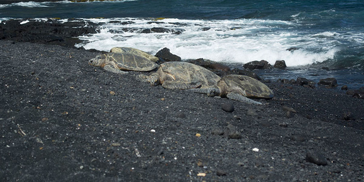 Sea turtles in the black sand in a beach in Hawaii