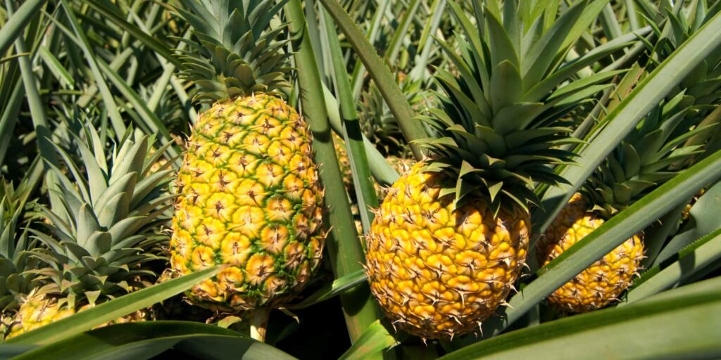 Pineapple plantation, a family farm tour is an experience you must have during your stay at our B&B.