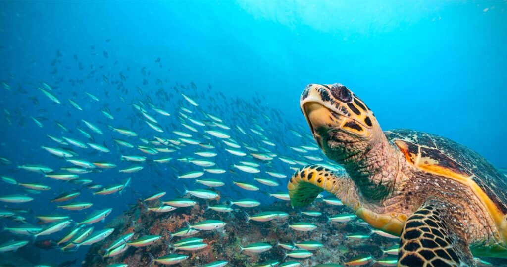 swimming turtle with tons of fish in the background