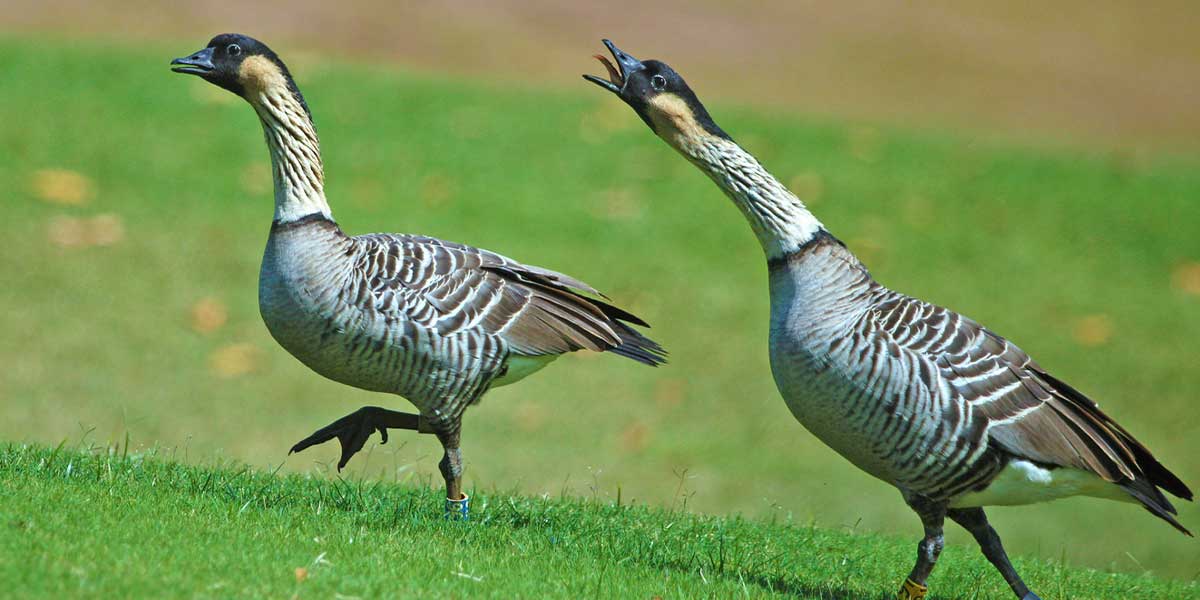 two nenes runninf on the grass