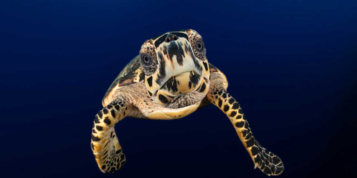 close up turtle looking directly on camera underwater