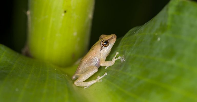 A coqui frog on a leaf near our Hawaii Volcanoes National Park rental
